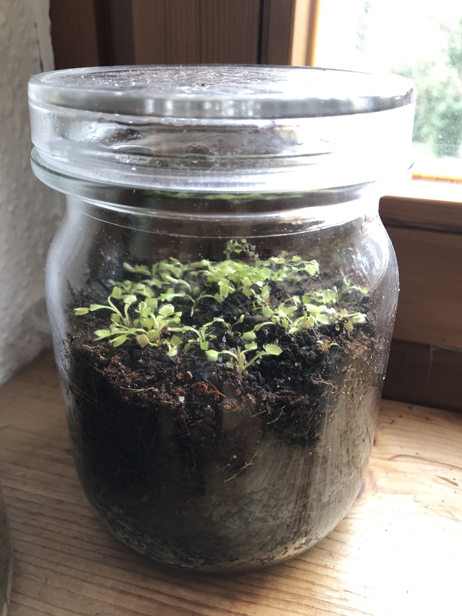 Aussaat Dionaea