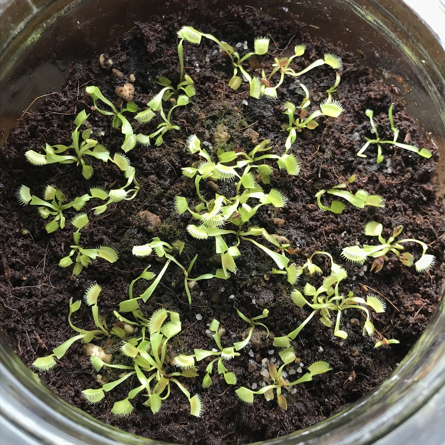 Aussaat Dionaea